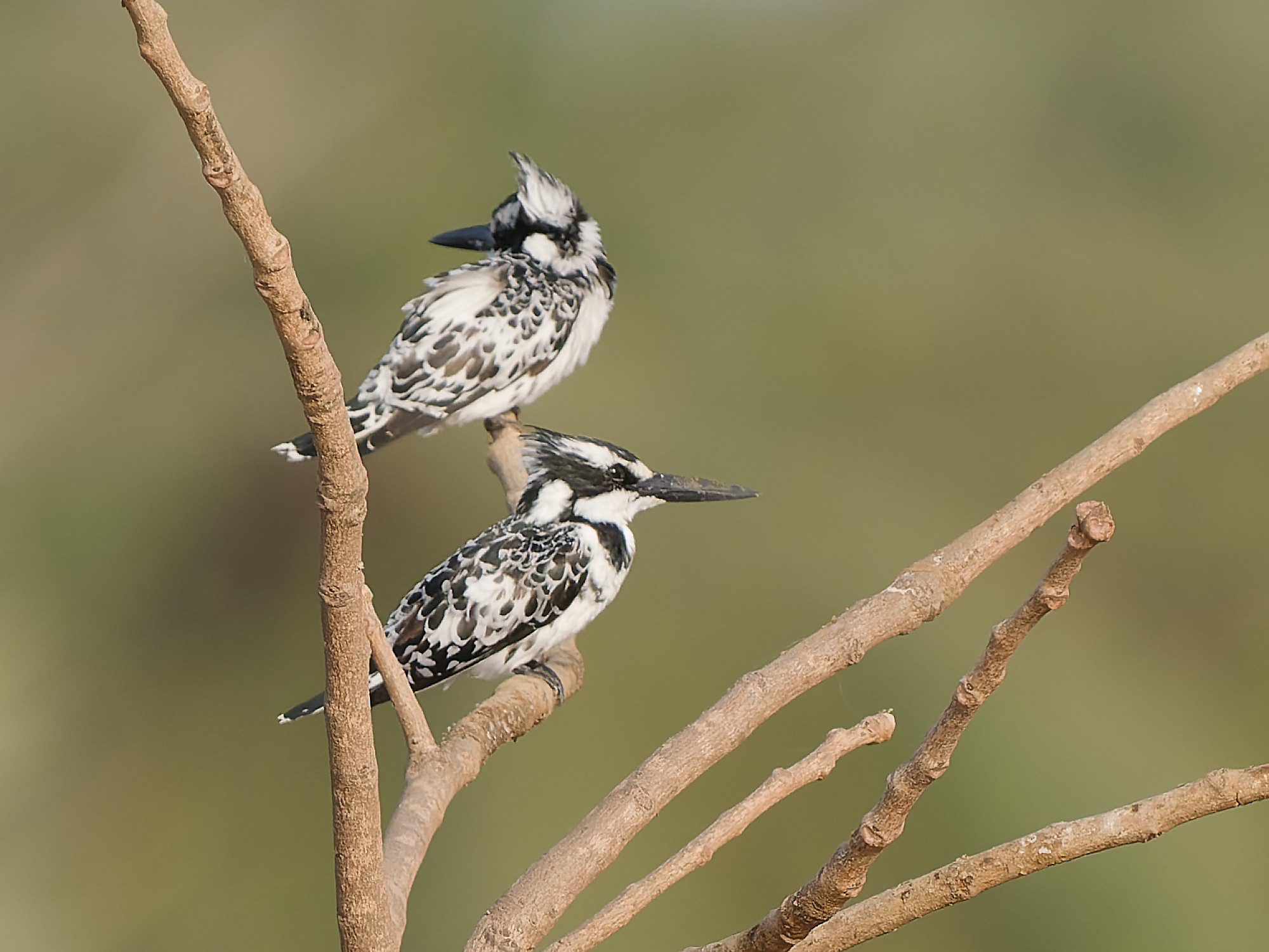 Pied kingfisher (Ceryle rudis)